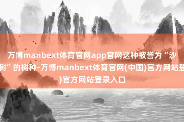 万博manbext体育官网app官网这种被誉为“沙漠英豪树”的树种-万博manbext体育官网(中国)官方网站登录入口